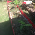 Batas Timbun Sebagai Tong Sampah Organik