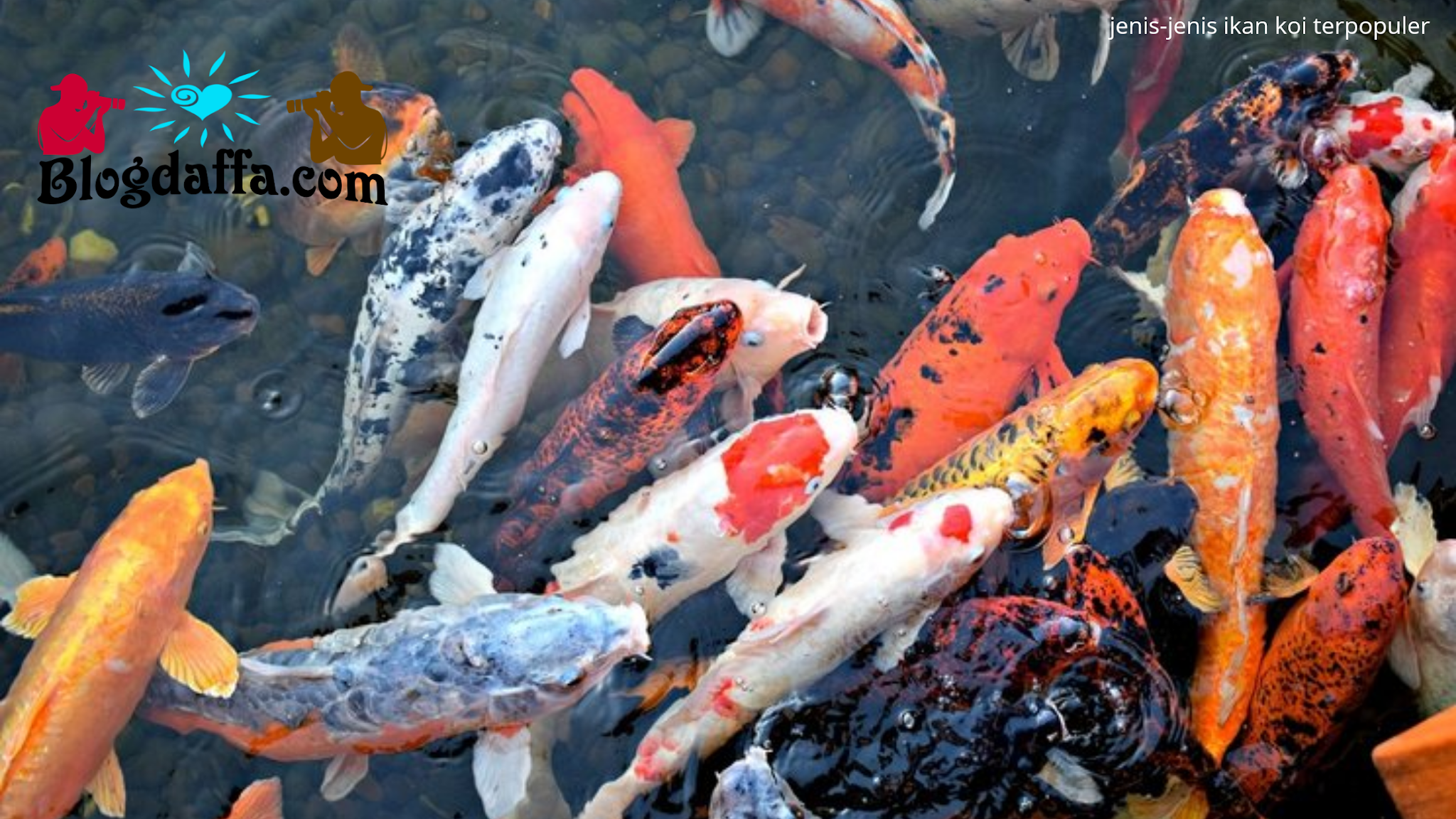 13 Jenis Ikan Koi Tercantik Yang Cocok Untuk Dipelihara Agar Rumah Menjadi Hoki Terus Blogdaffacom