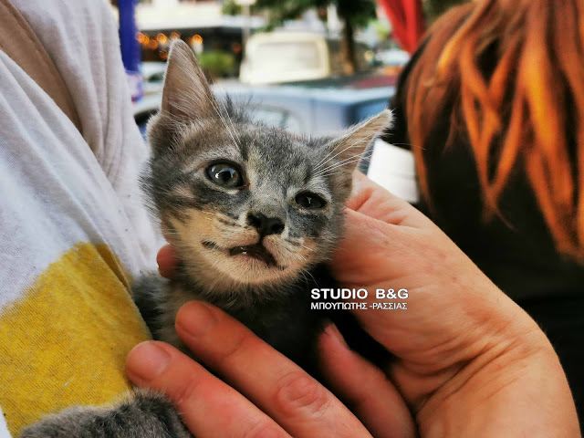 Ένα γατάκι στο Ναύπλιο αναστάτωσε πυροσβεστική, αστυνομία και φιλόζωους
