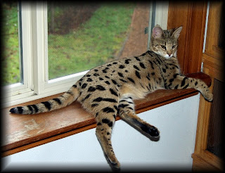 Savannah Cats Wallpapers