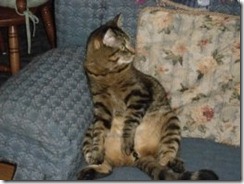 Tigger in his usual pose sitting in "my chair"