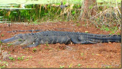 Green Cay_150