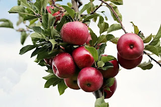  सेब खाने के फायदे बेनिफिट ऑफ  एप्पल