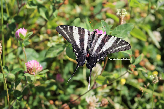 It’s fun to know who’s who in the garden. That way, when you start spotting the pollinators you’ve attracted, you’ll know what you’re spotting and some fun facts about them.