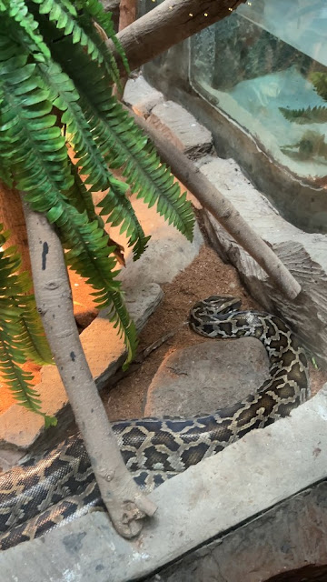 lembang park and zoo kebun binatang bandung reptil ular 4