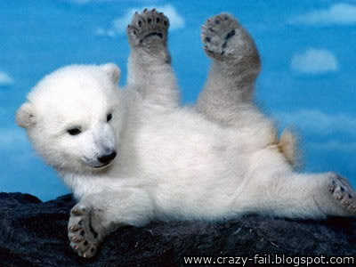 polar bear