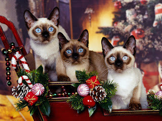 Siamese Cat Family