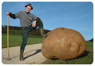 giant potato - looks like good photoshop editing to me