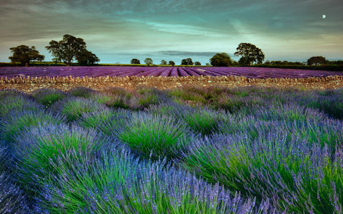 Campo de lavanda