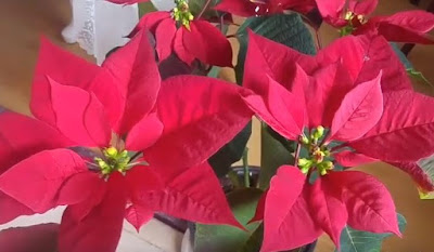 Poinsettia with pink leaves