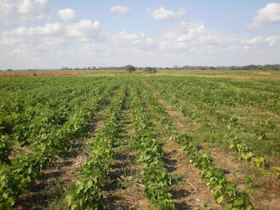 LEGUMINOSAS, FRIJOL, FREJOL, PRODUCCION, PDVSA, VENEZUELA