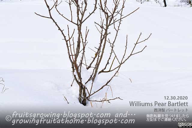 西洋梨 バートレットに積雪