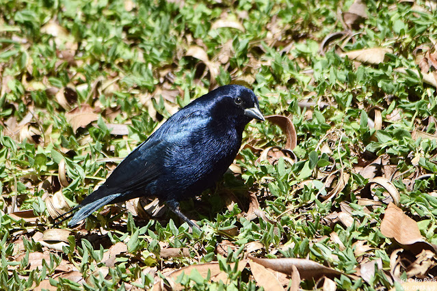 Shiny Cowbird Molothrus bonariensis chupim Tordo renegrido