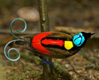  bird of paradise burung surga