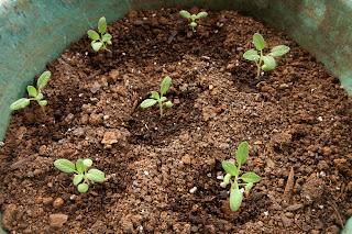 Sage plants 16 days after seeding