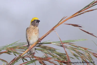 Male Baya Weaver