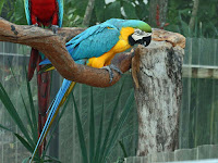 Bird Macaw