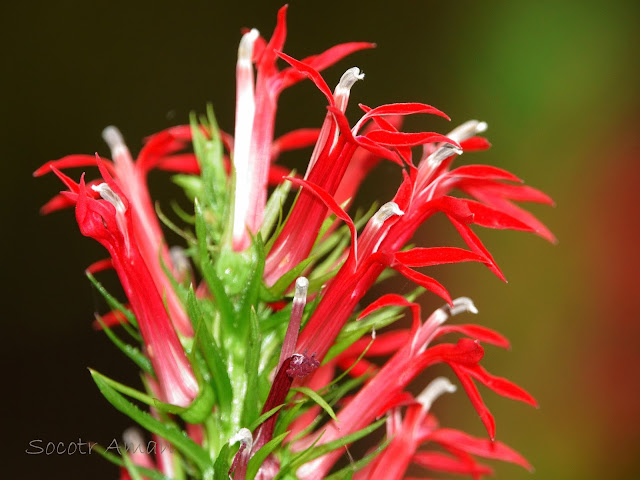 Lobelia cardinalis