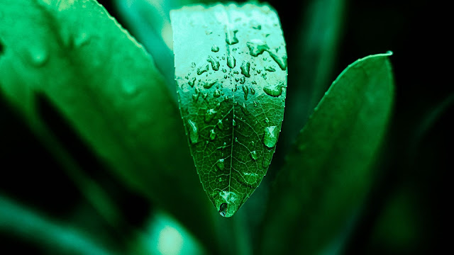 Plant, Leaf, Drops, Water