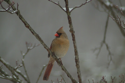 Cardinals Birds Habitat