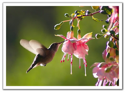 hummingbird