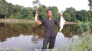 Essen Untuk Ikan Patin Di Air Tenang