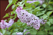 Sweet Glimpses of Spring (picm spring lilac)