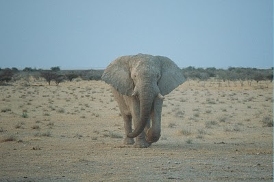 elephant, desert, botswana