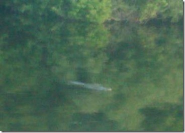 Baby Gator