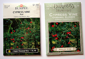 Cypress Vine, Cardinal Climber Burpee seed packs