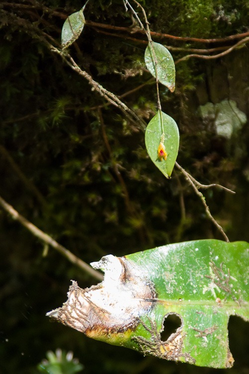 El Yunque Rainforest blog-22