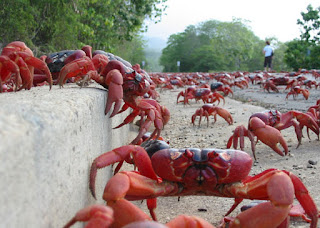 caranguejos vermelhos cruzando a estrada