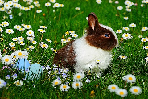 animal-bright-bunny-chamomile-cat-rabbit-flower