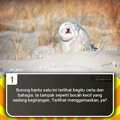 Burung Hantu Kalau Lagi Senyum