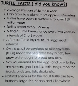 hawksbill turtle facts gili meno indonesia