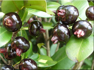 Grumichama Fruit (Scientific name is Eugenia brasiliensis)