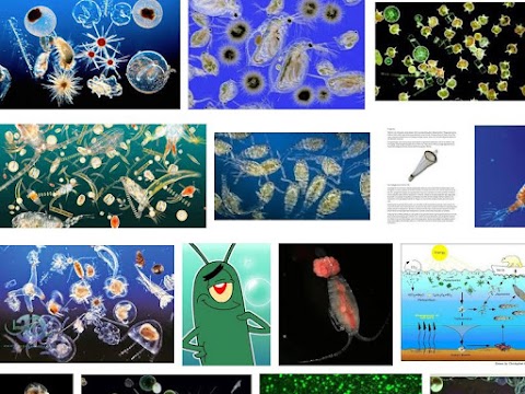 gambar fitoplankton laut