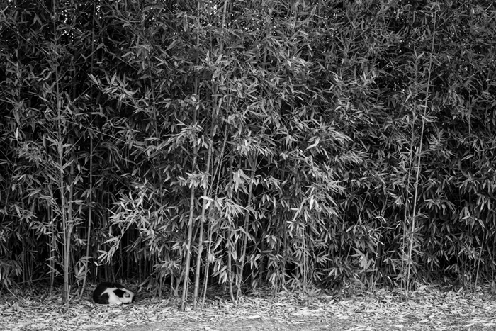 cat asleep in bamboo