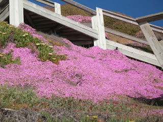 Pretty in pink on the cliffs