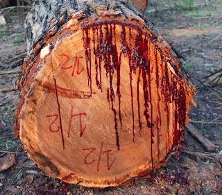Bloodwood, Pohon Jati Yang Bisa Berdarah