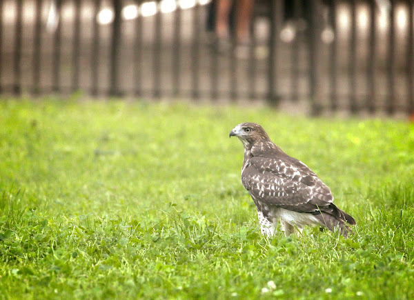 Fledgling red-tail in Tompkins Square