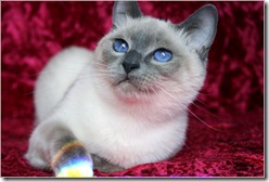 blue point traditional siamese cat