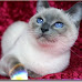 Blue point Siamese cat