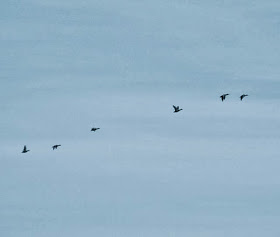 photo of flock of ducks up high