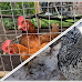 Keeping Backyard Chickens in Alberta and British Columbia