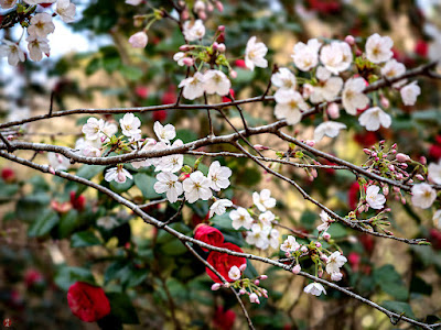 Sakura (Japanese cherry) flowers: Kencho-ji