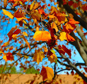 Leaf Abscission