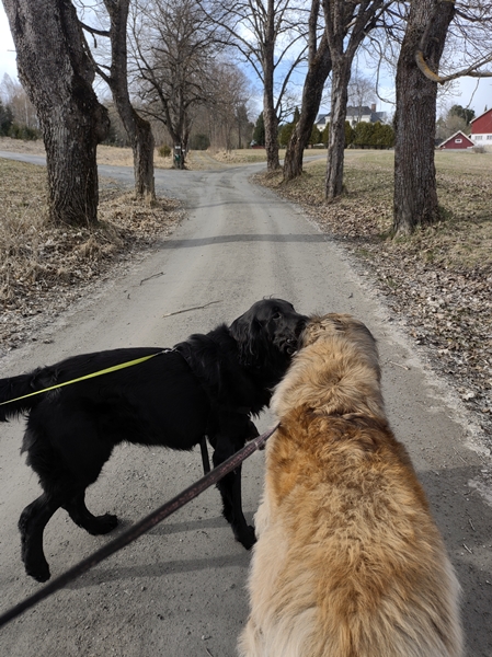 alle flat coated retriever leonberger