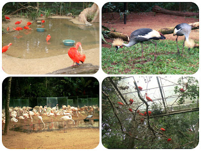 Flamingos e outras espécies do Parque das Aves, em Foz do Iguaçu.