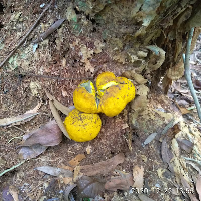 Scleroderma sinnamariense di Hutan Lindung Tanjungpinang